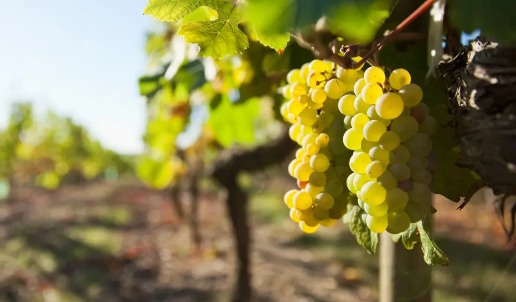 Grapes ripening in the vineyards of Domaine de l'Aiguillette