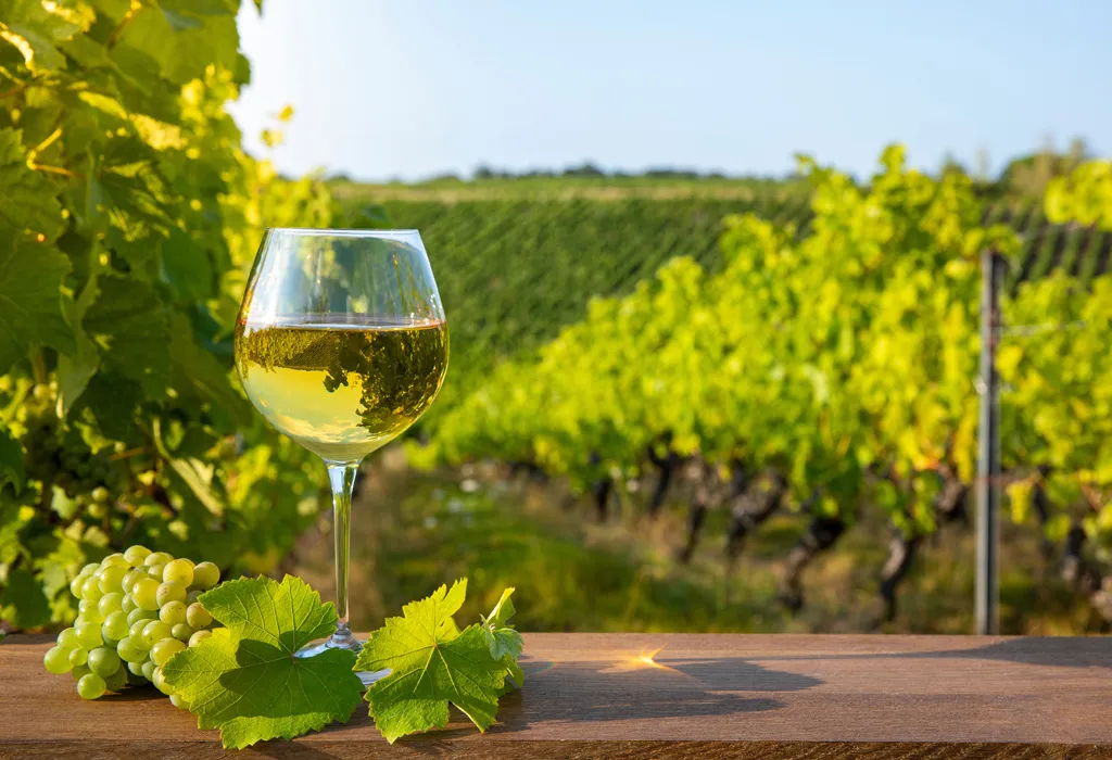 Wine Tourism in the Nantes Vineyards