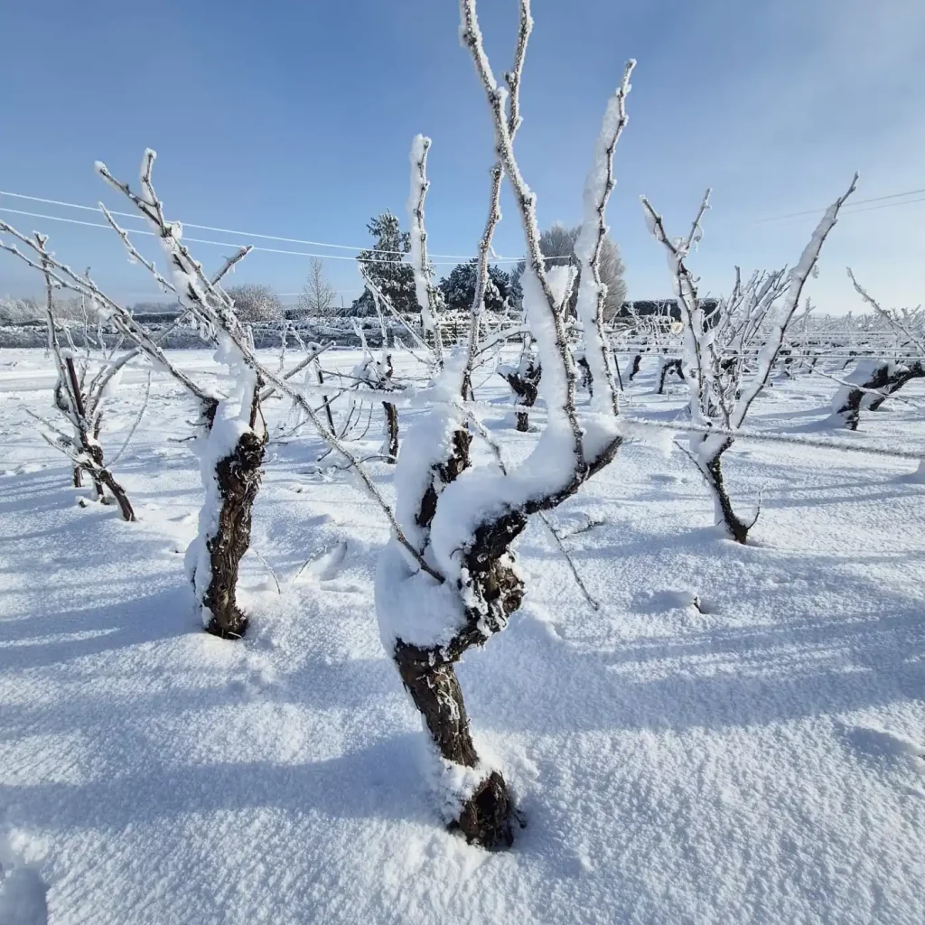 Le vignoble sous la neige