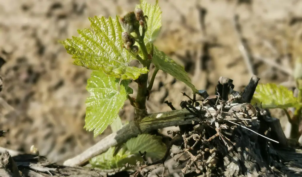 Heritage grape variety, Nantes vineyards