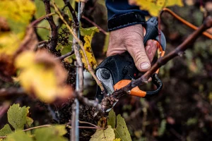 Travail dans les vignes du muscadet (©Bénédicte Lacroix)