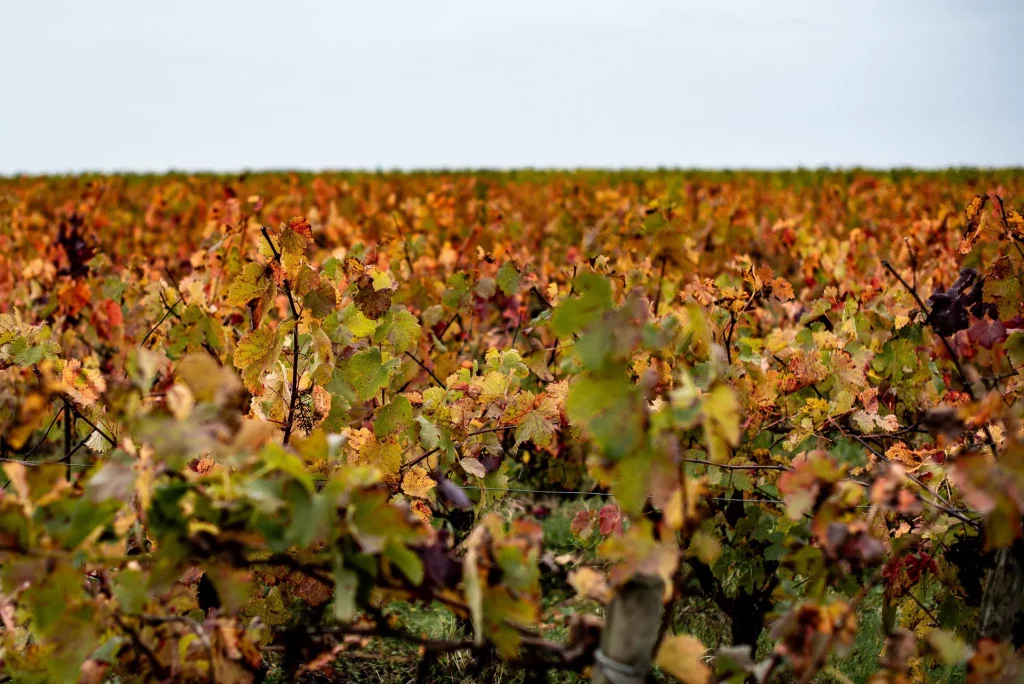 Vignes du muscadet en automne (©Bénédicte Lacroix)