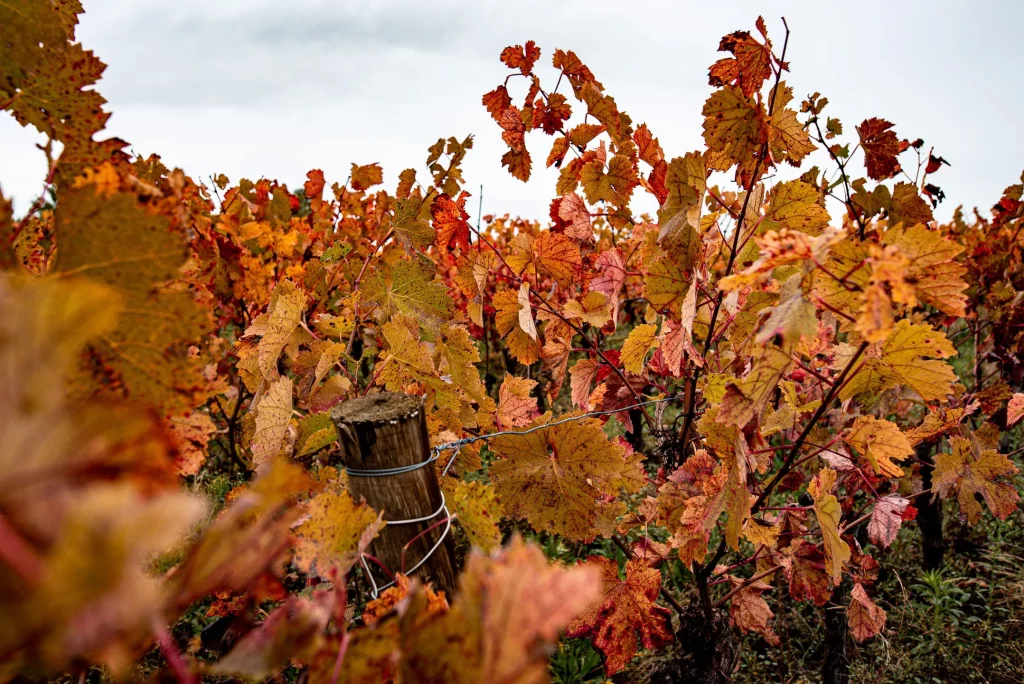 Couleurs d'automne dans le vignoble nantais (©Bénédicte Lacroix)
